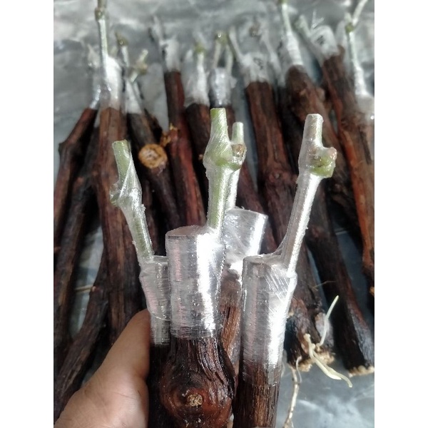 Cutting Grafting anggur import