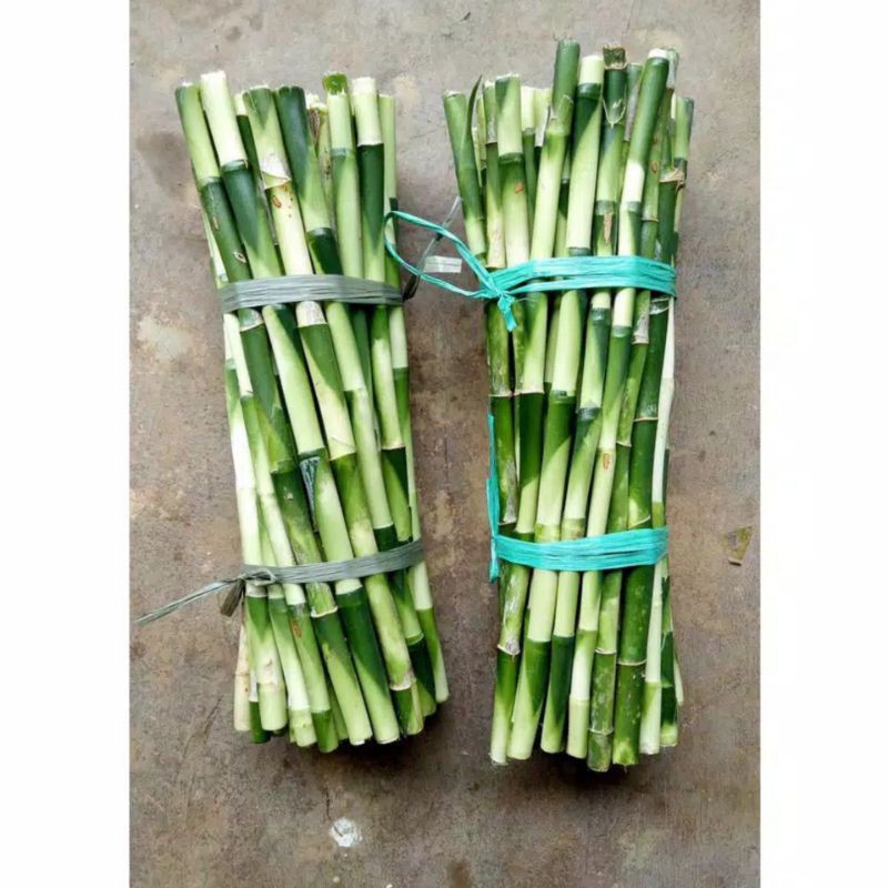 Bambu hoki / tanaman kole sri rejeki 30 cm BISA COD