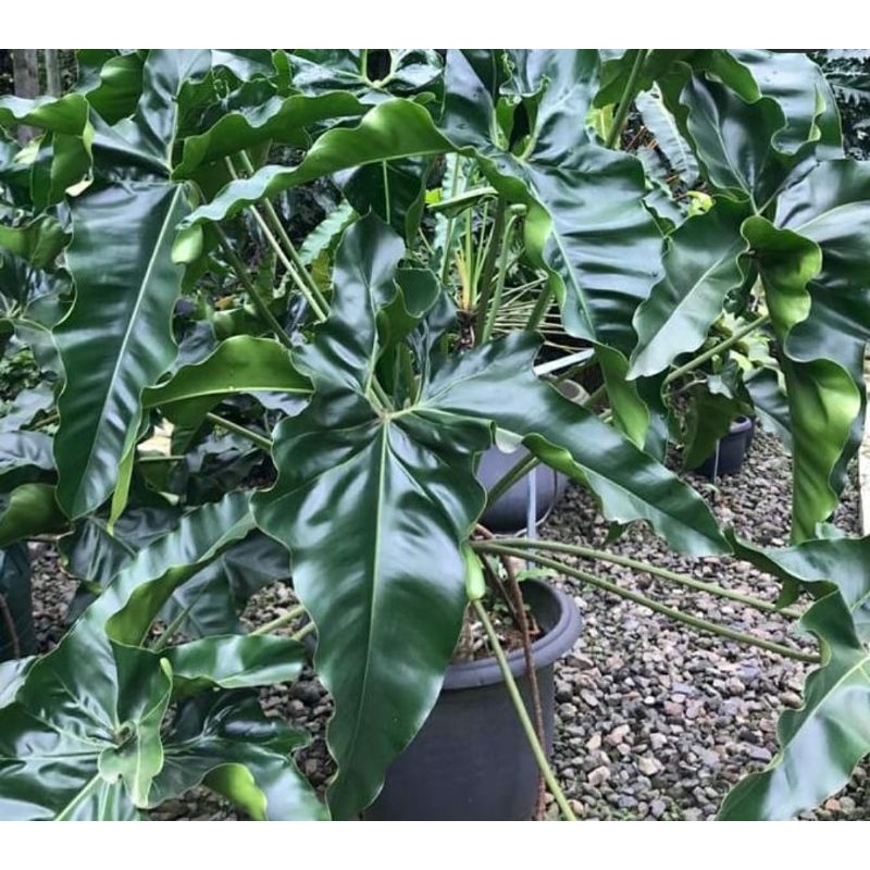 philodendron angela / philo mercy original ekspor / thautophylum african fantasy