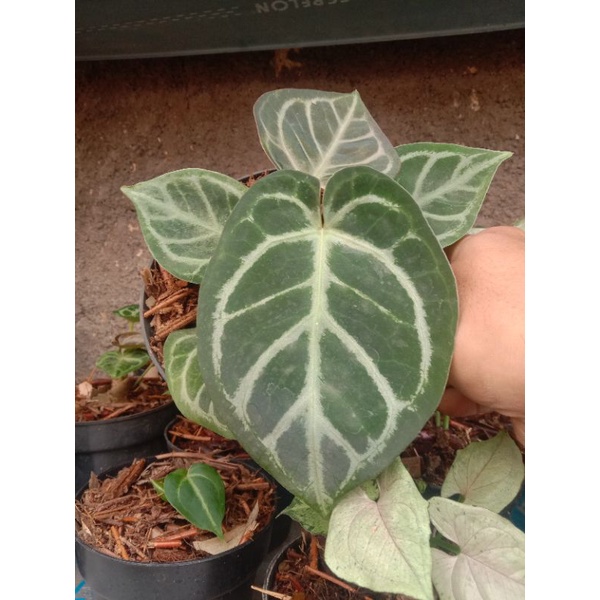 anthurium kuping gajah silver mangkok