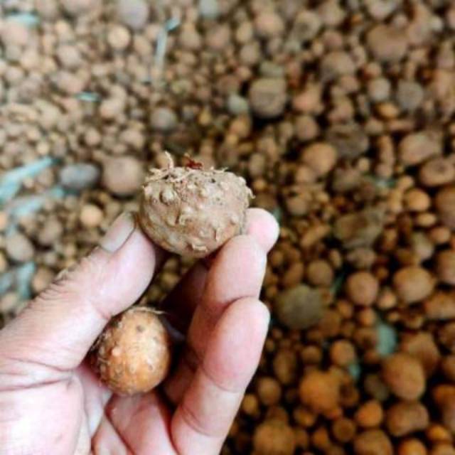 Bibit umbi porang mini