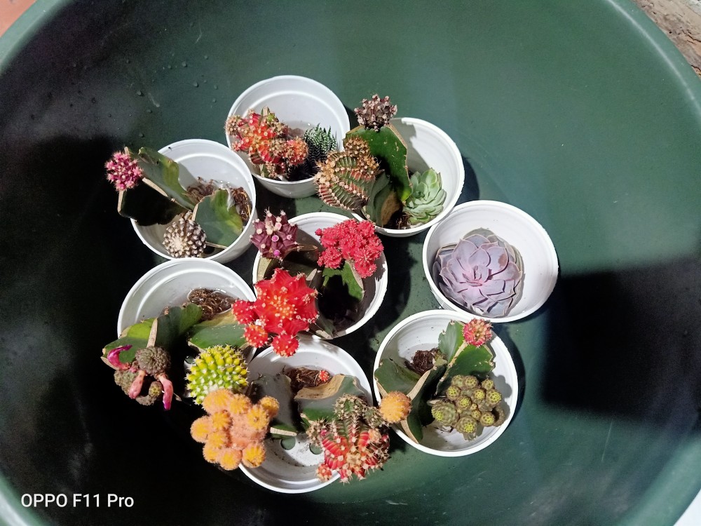 Kaktus Gymno Paket Sultan Dipot 10cm