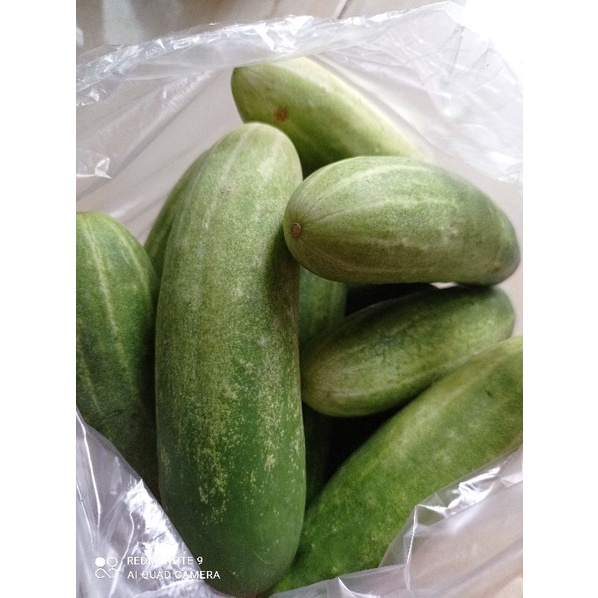 

ketimun segar 500gr
