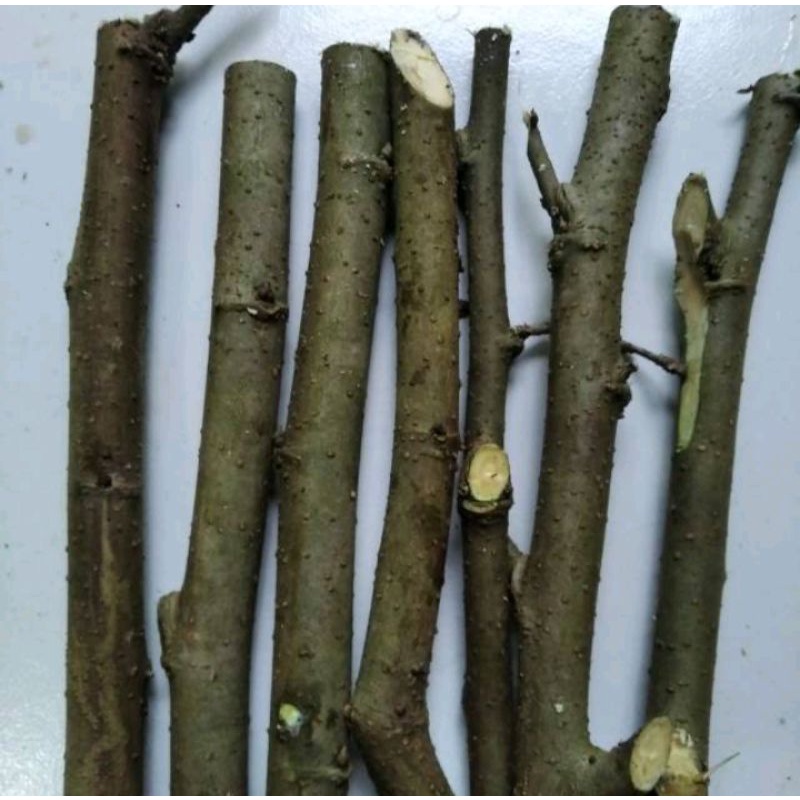 5 bibit tanaman murbei/batang pohon murbei