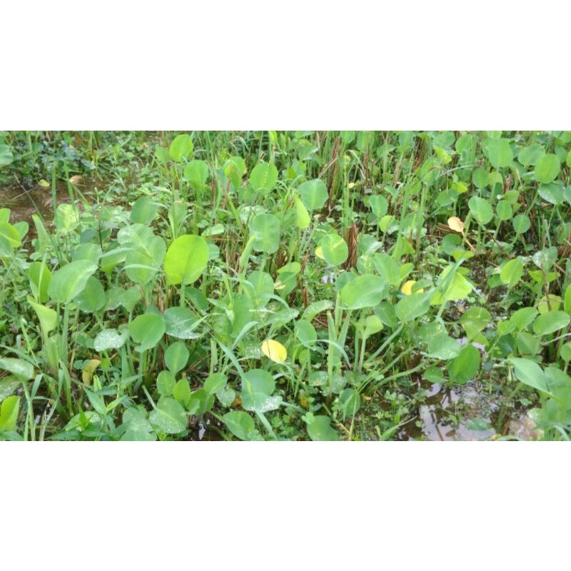 

Genjer Gendot Eceng Sayur Segar 1kg