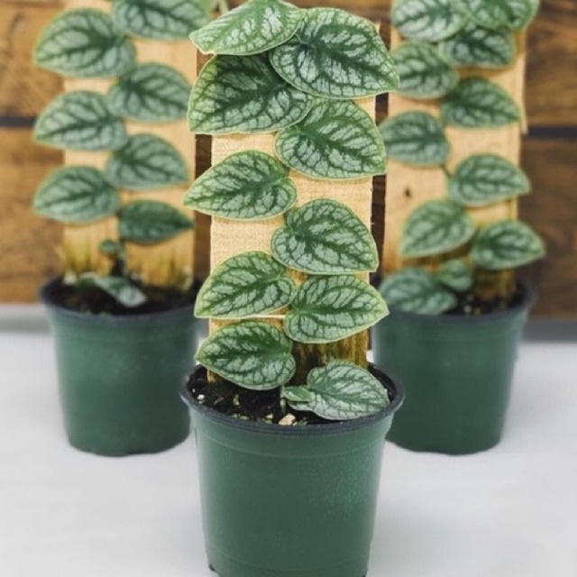 Monstera Dubia 1 daun PROMO