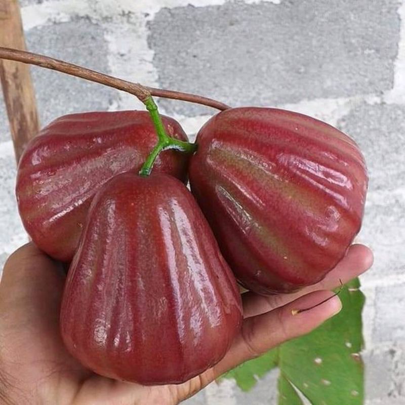 Bibit Jambu Dalhari Bibit Jambu Air Dalhari