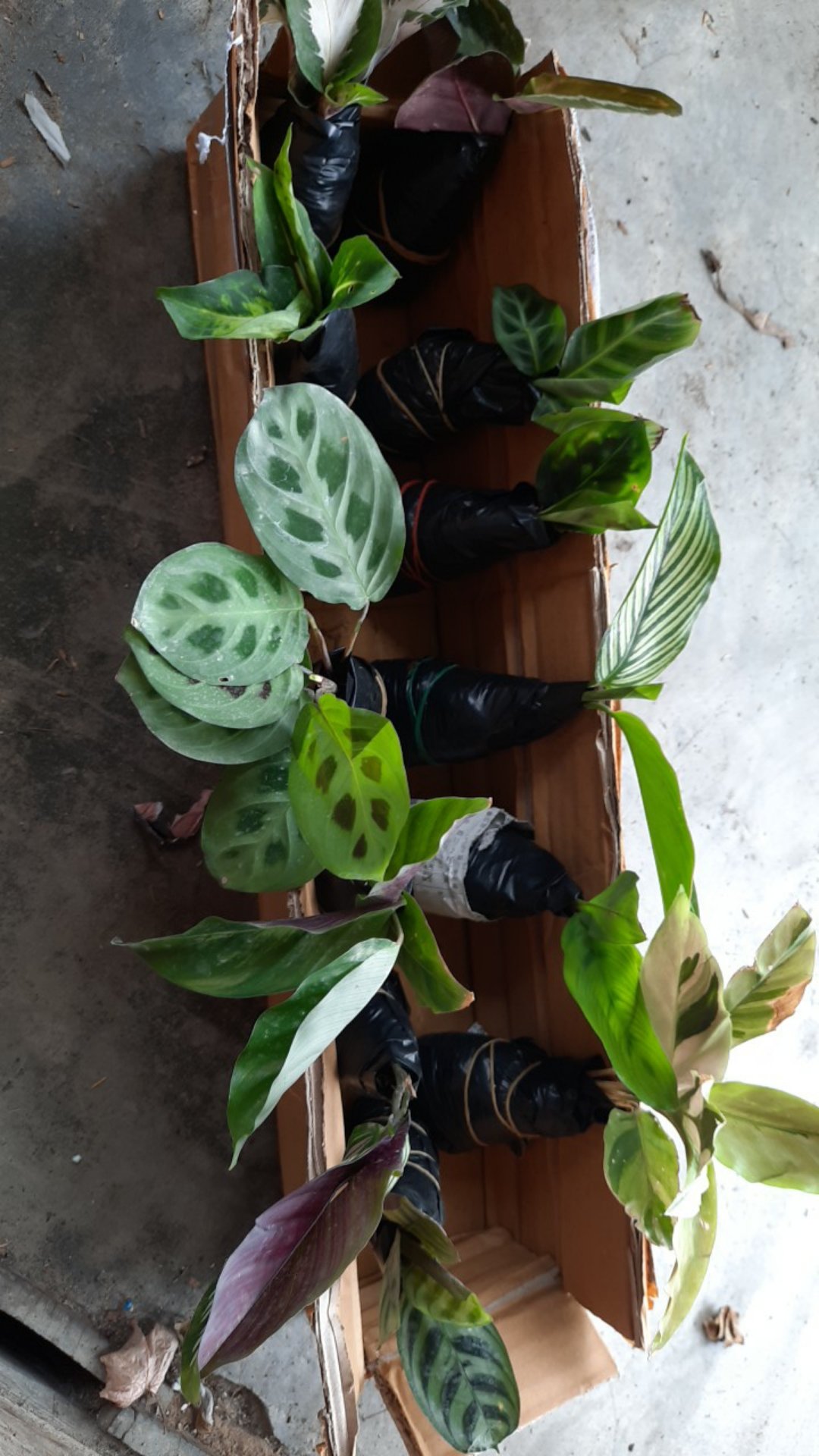 Paket Tanaman Hias Calathea ( Murah )