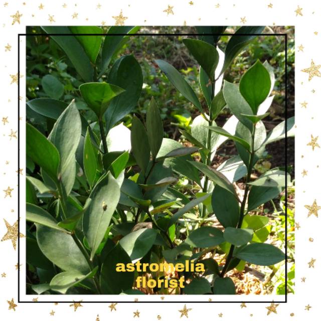 Tanaman hias "bibit bunga potong ruskus"