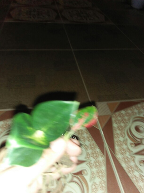 Suksom Jaipong Anakan/suksom Jaipong Bonggolan 2~3 Helai