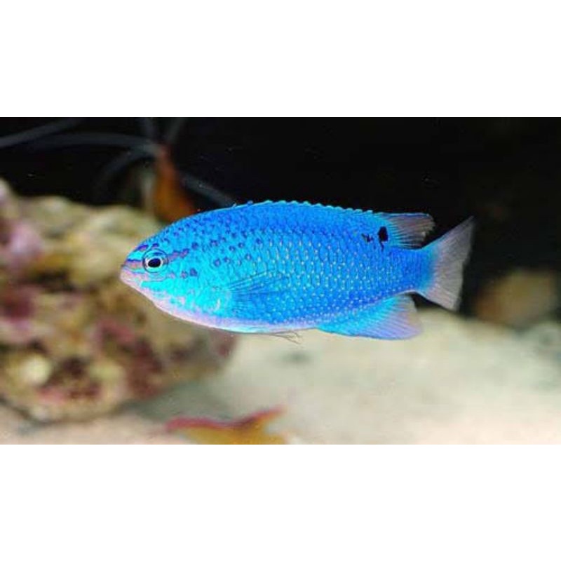 5000 Koleksi Ikan Hias Air Laut Blue Devil Terbaik