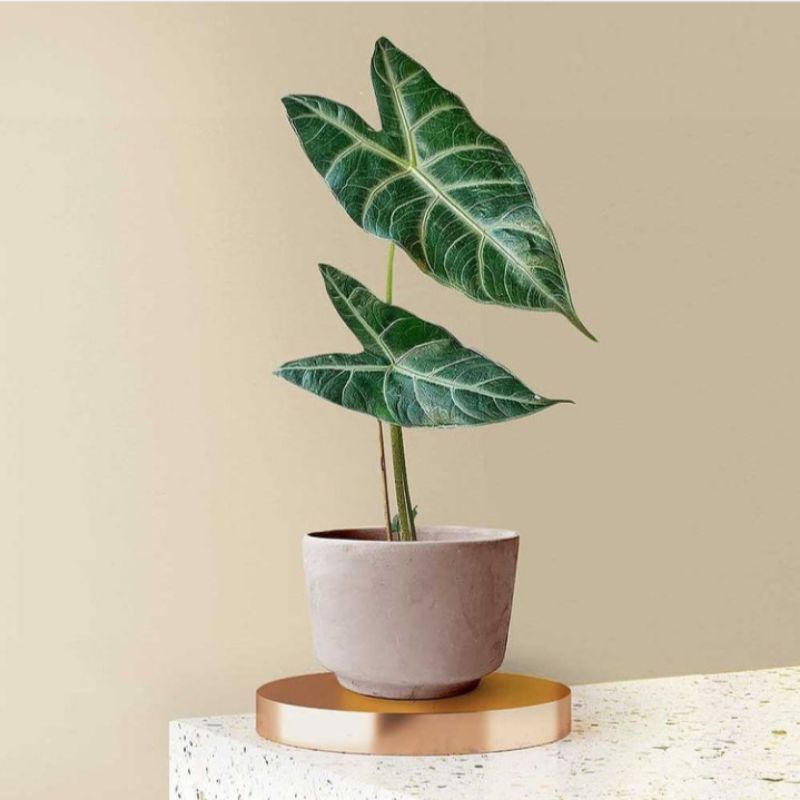 Tanaman hias alocasia longiloba - Alocasia longiloba silver