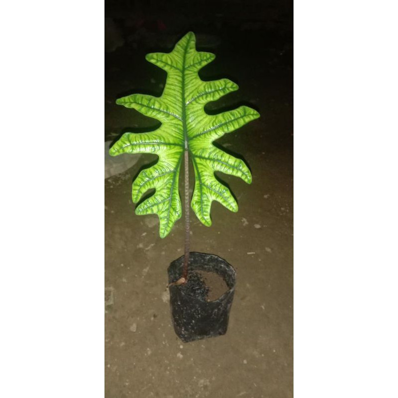 Alocasia jacklyn dewasa 1daun