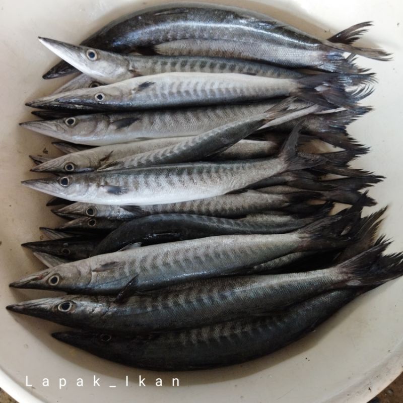 

Ikan Barakuda Alu~Alu Segar 1~Kilogram