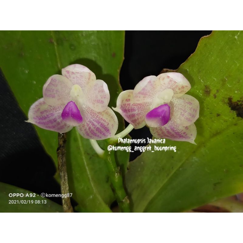 Phalaenopsis Javanica