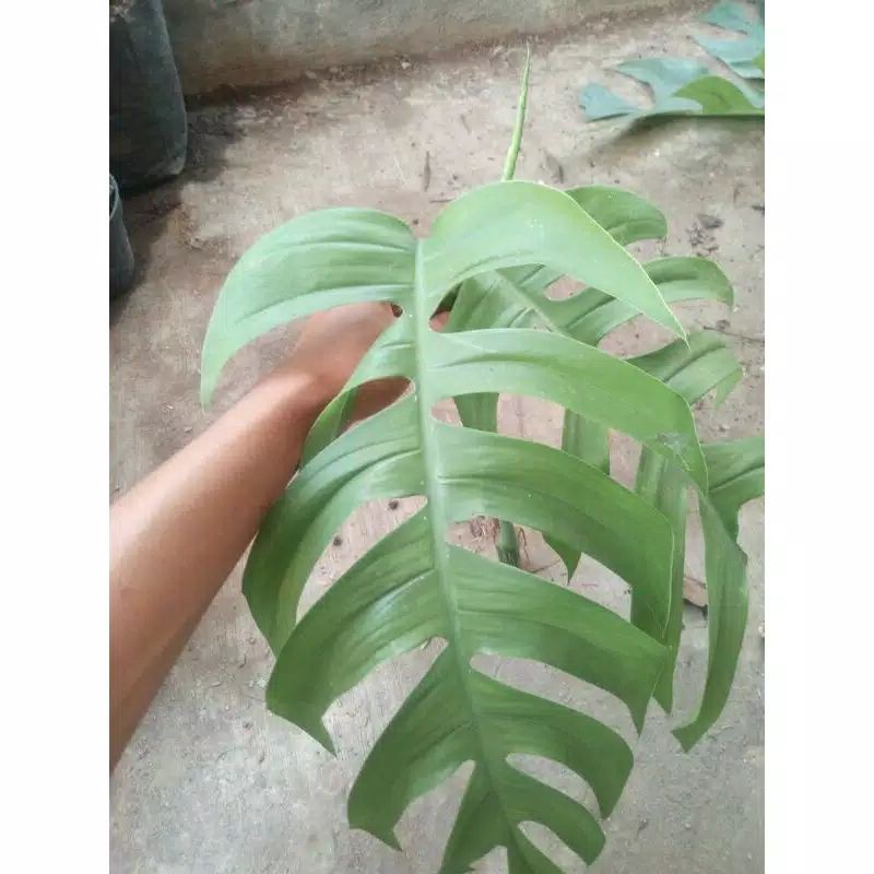monstera ekor naga