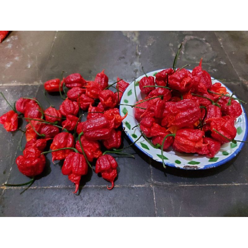 

100 Butir Biji Cabe Carolina Reaper ( Cabe Terpedas di dunia Versi Guiness Worl of Record )