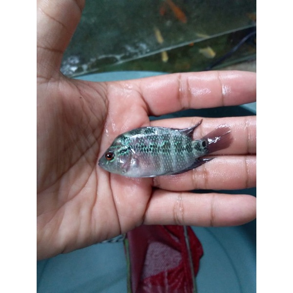 bibit ikan louhan srd 5-6cm