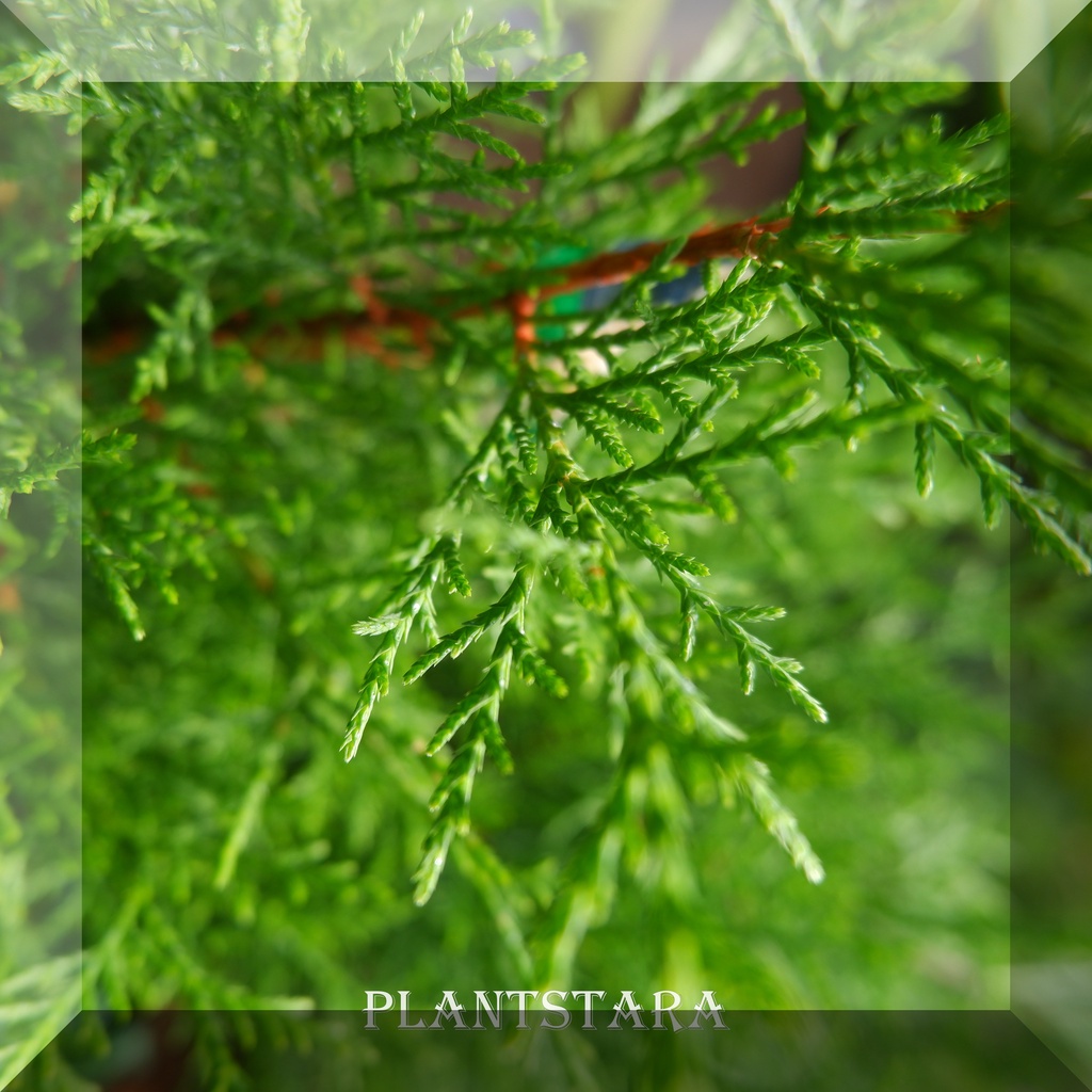 Pohon Tanaman Hias Cemara rentes (Casuarina equisetifolia ) - Cemara Rentes - Tanaman Hias Daun Cema