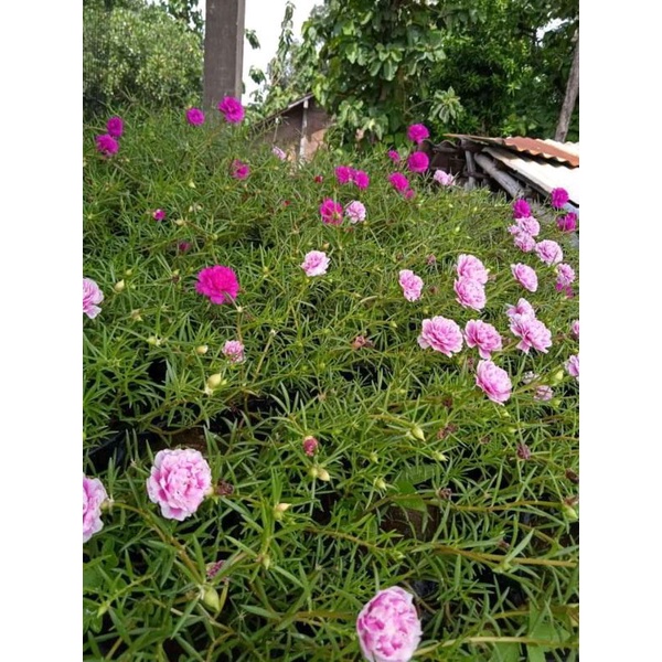 Bunga krokot tumpuk Promo 100stek batang