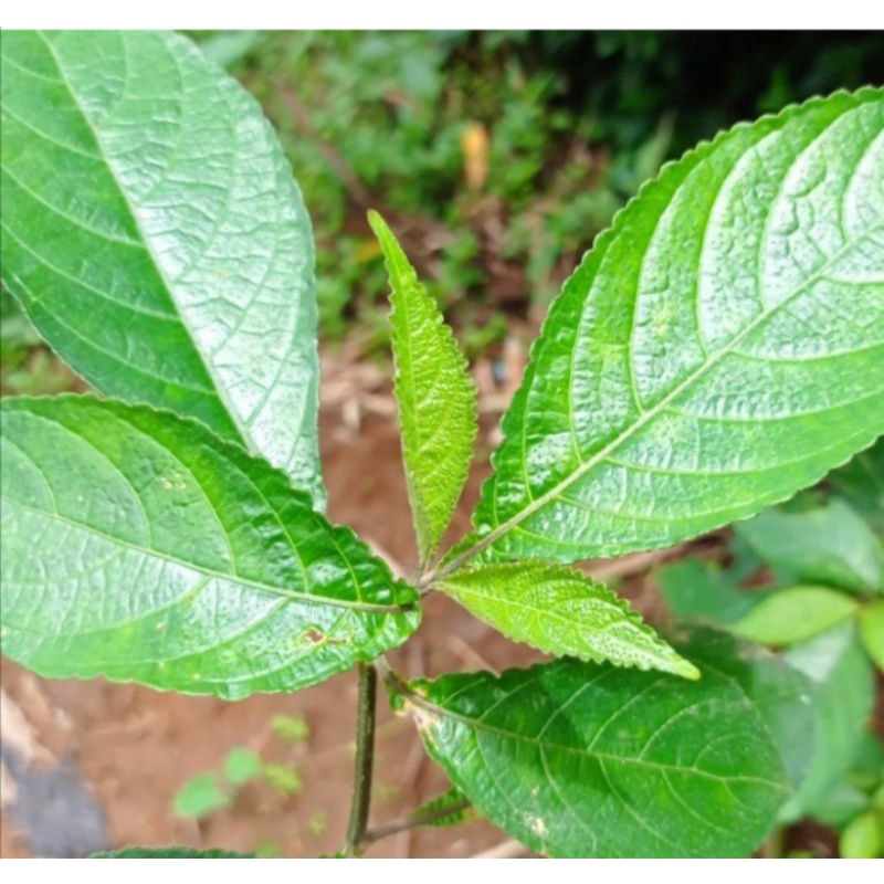 

Daun keji beling segar 100g terbaru
