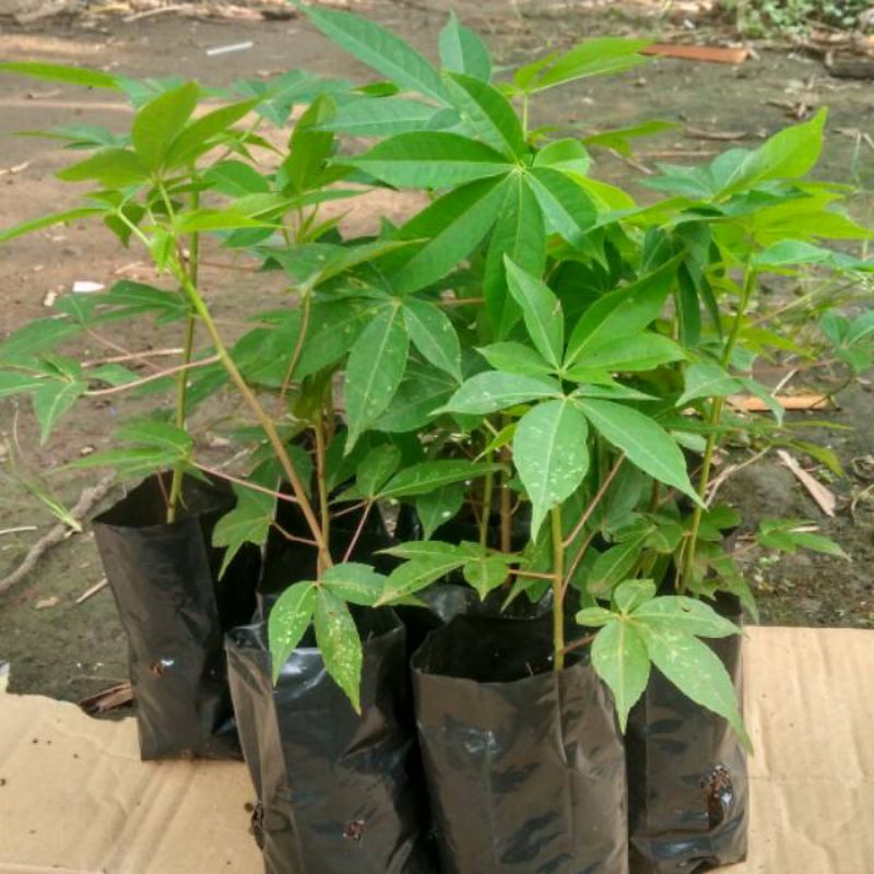 Tanaman Randu Bibit Kapuk