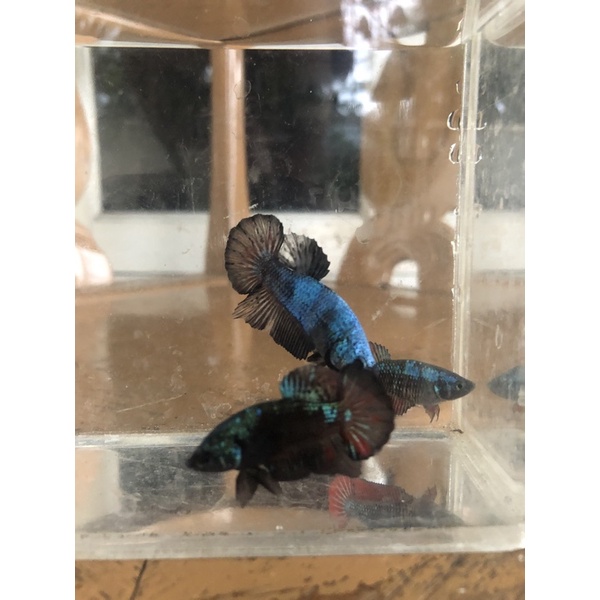 ikang cupang avatar gordon/vampire indukan