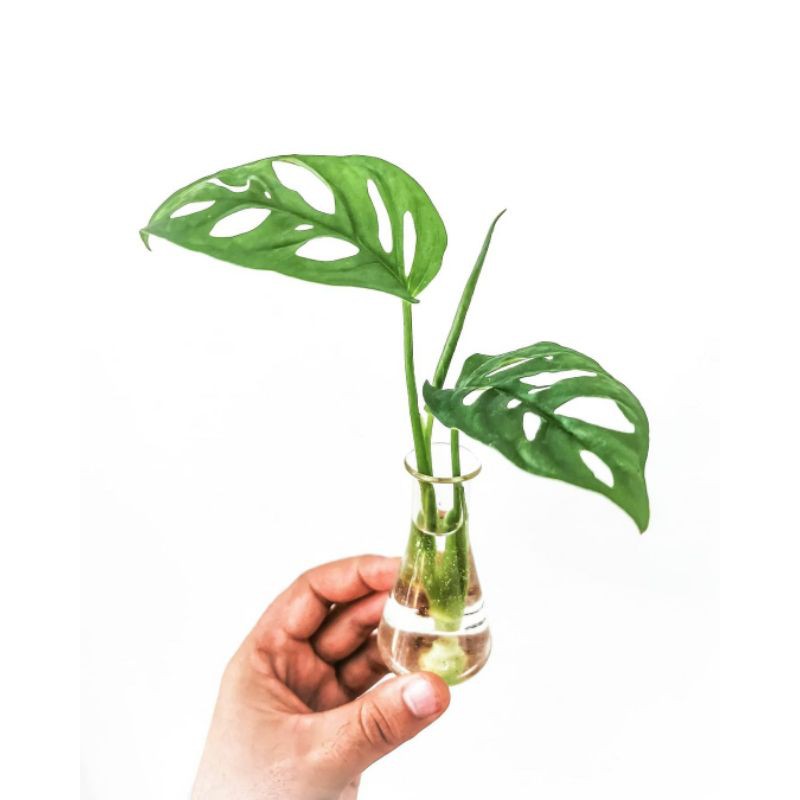 Monstera Adansoni / Janda Bolong