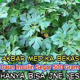 

Daun Insulin Segar 500 Gram Tokabkbek33 Dijamin