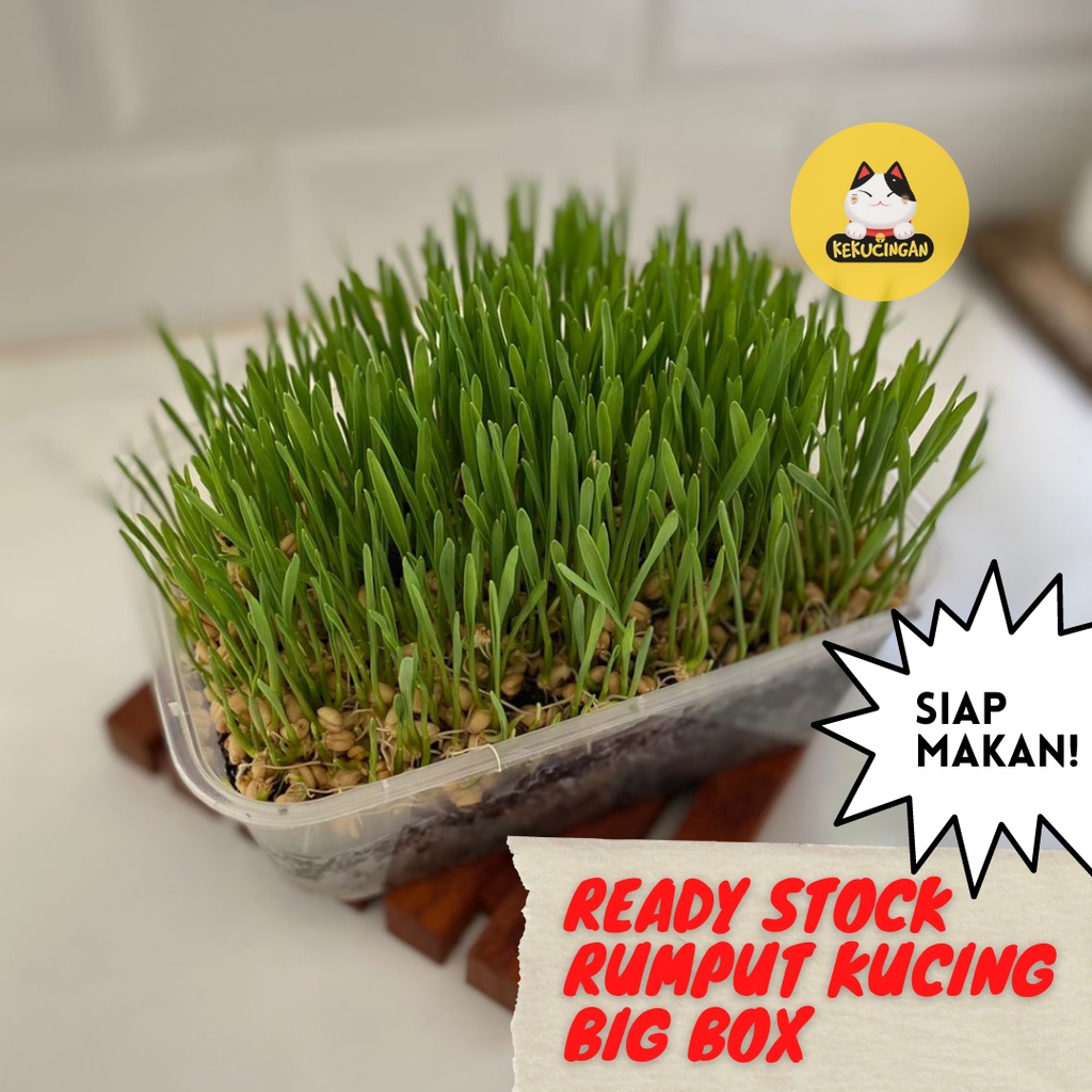 RUMPUT KUCING Wheatgrass Big Box SIAP MAKAN  Obat Hairball Kucing Anjing Rumput Gandum Kekucingan