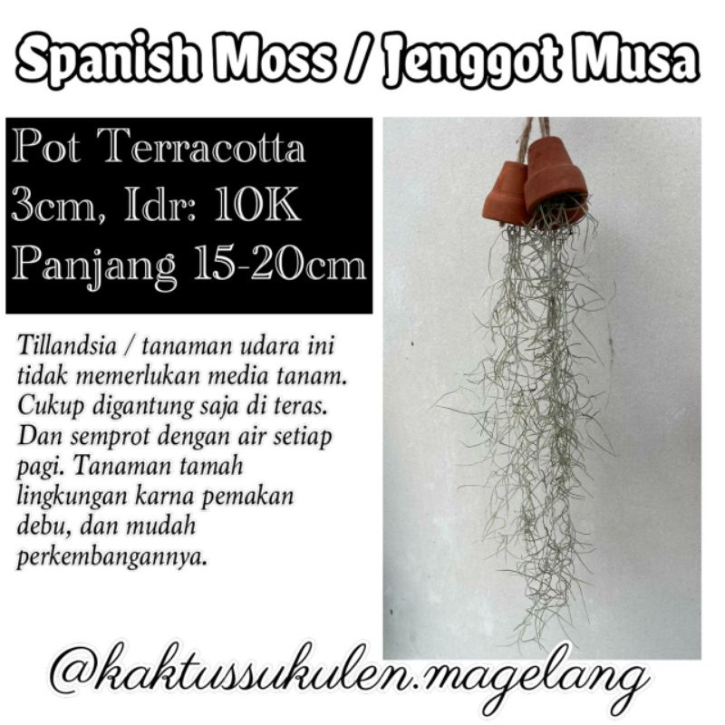 Tanaman Hias Jenggot Nabi / Musa / Spanish Moss / Tillandsia Usneioides  Terracotta Mini 3cm