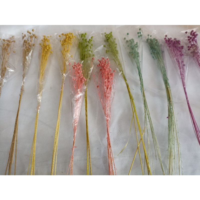

Lino dried flower/Lino Kering