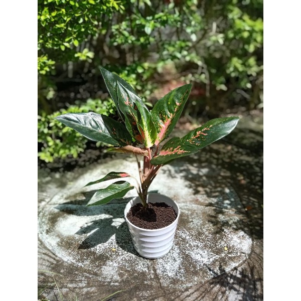 Aglonema Kochin Paramuay Besar