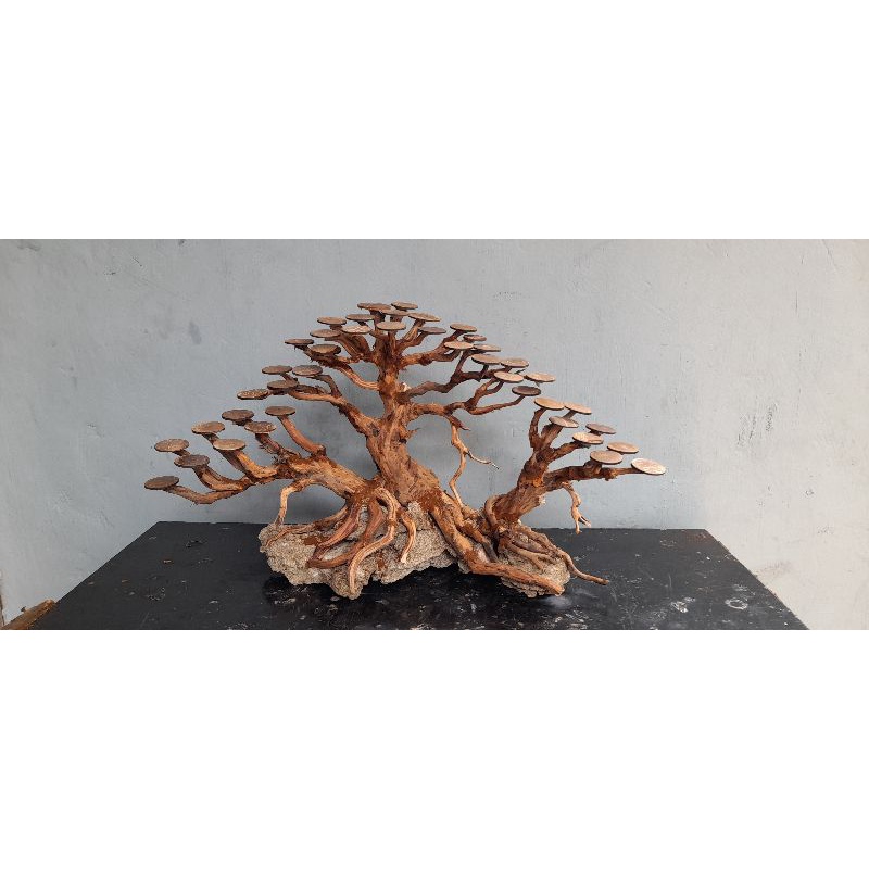 bonsai aquascape beringin