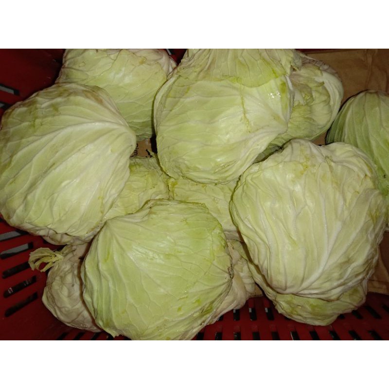 

kolbis segar dijual per kilo