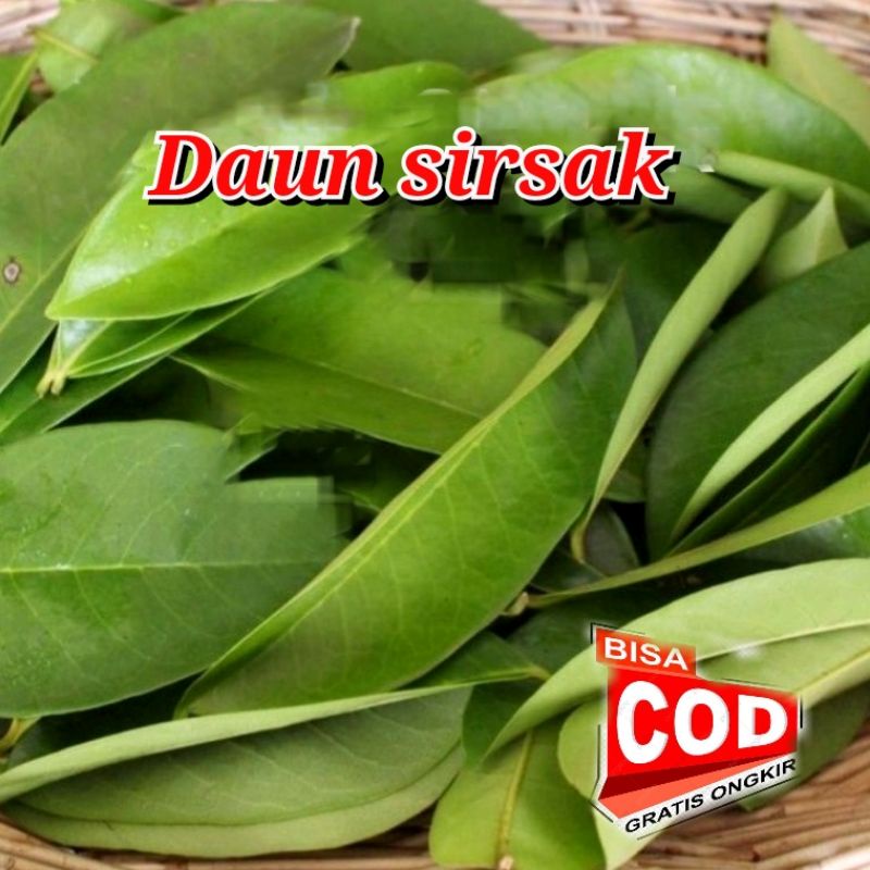 

[C O D] Daun sirsak segar 100gram Untuk Membantu pengobatan Kanker