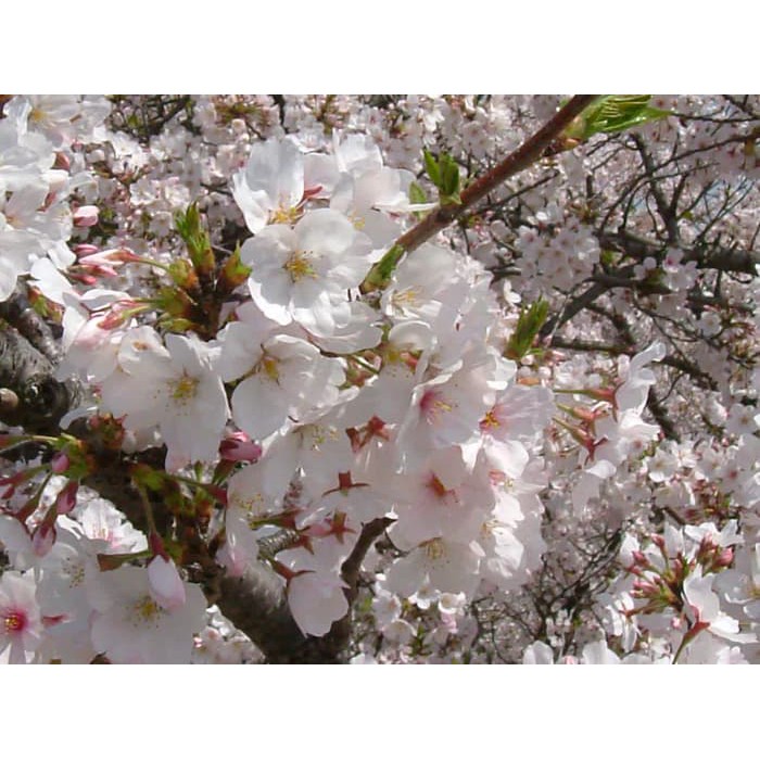 Terkeren 29 Download Wallpaper Bunga Sakura Merah  Richa 