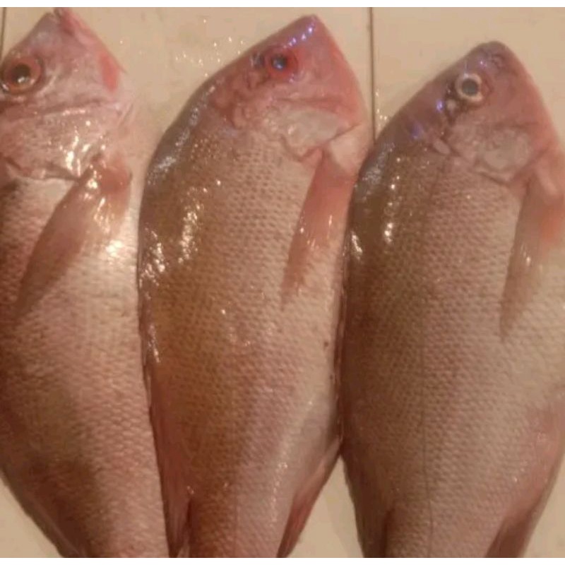 

ikan kakap merah fresh 500 gram