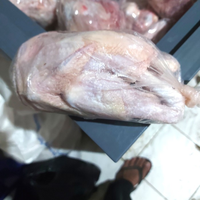 

ayam pejantan besar
