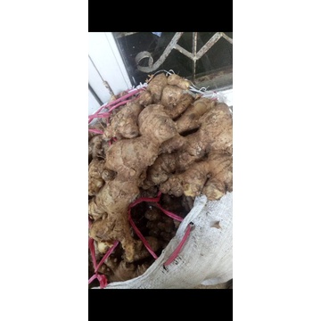 

JAHE GAJAH FRESH 1KG