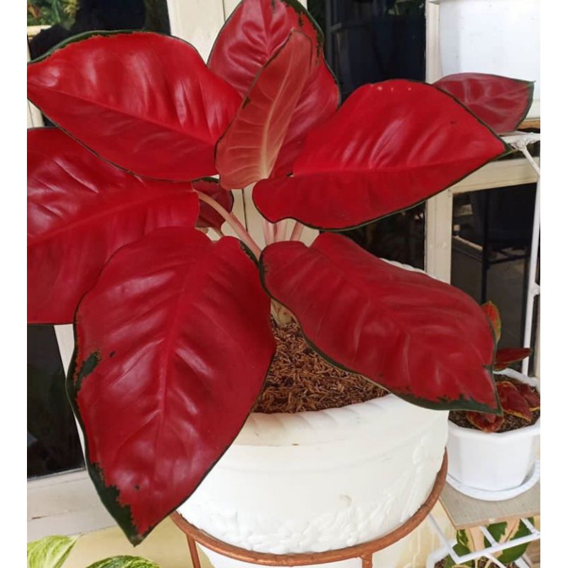 Bongol aglonema suksom jaipong bibit super