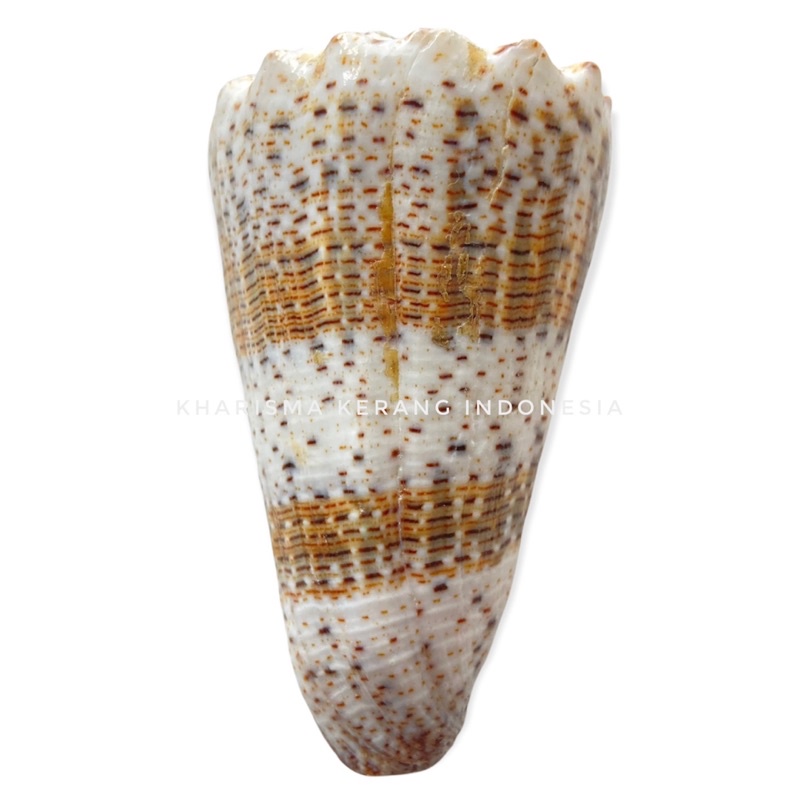 CONUS IMPERIALIS SHELL CANGKANG KERANG LAUT HIAS KERANG KOLEKSI CANGKANG KERANG CANGKANG KERANG LAUT