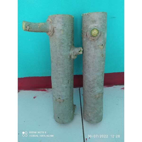 jual bahan bonsai pohon kelor tua ukuran besar perbatang