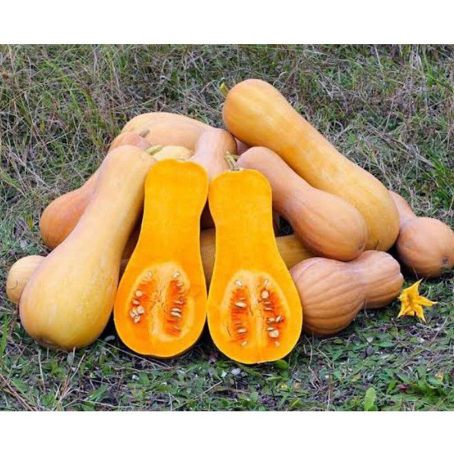 Jual Butternut Squash Labu Madu Pumkin Shopee Indonesia