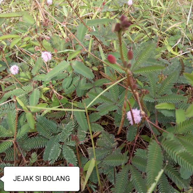 

Putri malu segar 500grm