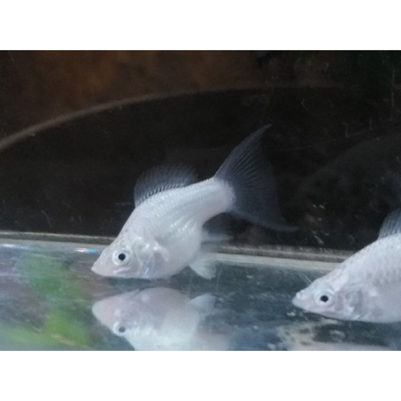 Molly ballon snow white platinum  lyretail