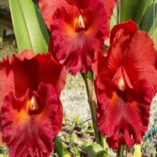 ANGGREK CATTLEYA BLC MEKONG NO 2 DEWASA