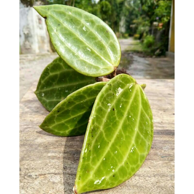 Hoya Macrophylla splash