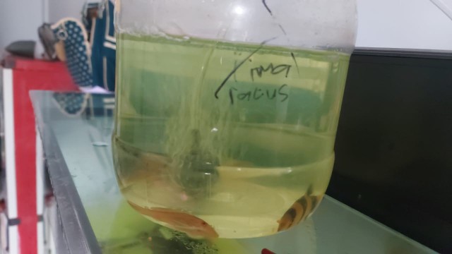 Ikan Botia