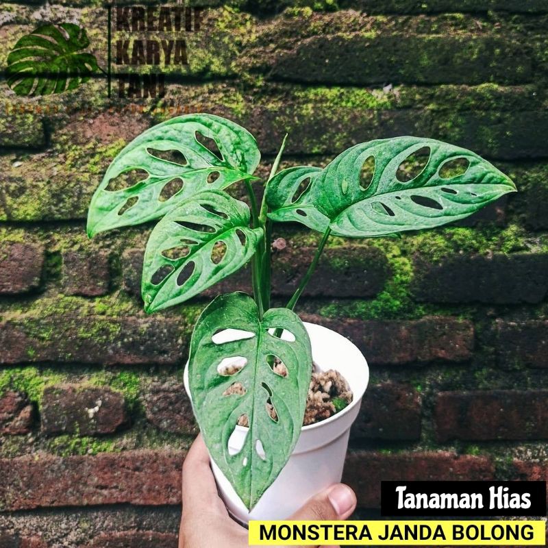 Tanaman hias janda bolong - Monstera janda bolong - Janda bolong murah bisa COD